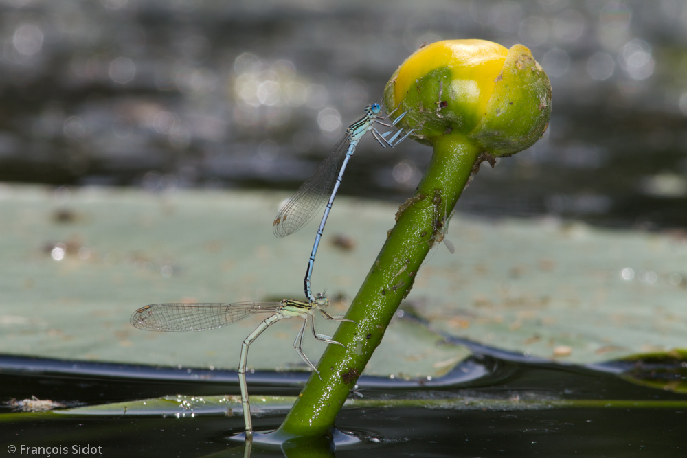 Damselfly