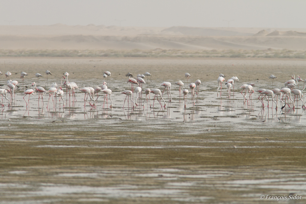 Flamants rose (Phoenicopterus ruber)	