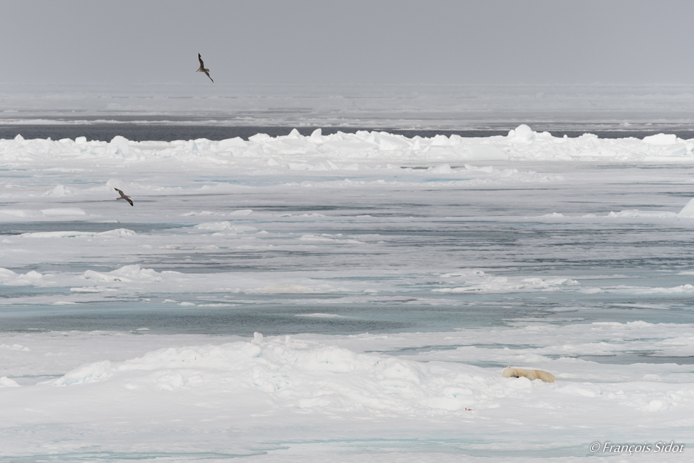 Polar bear and northern fulmars (Ursus maritimus)