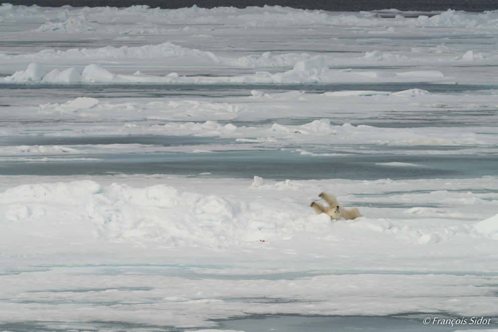 Ours polaire (Ursus maritimus)