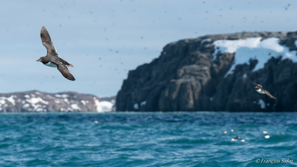 Guillemot de Brünnich (Uria lomvia)