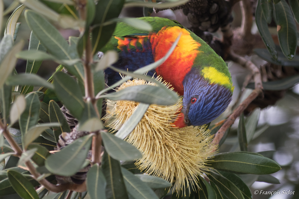 Loriquet arc-en-ciel (Trichoglossus haematodus)