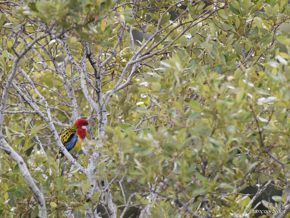 Perruche omnicolore (Platycercus eximius)