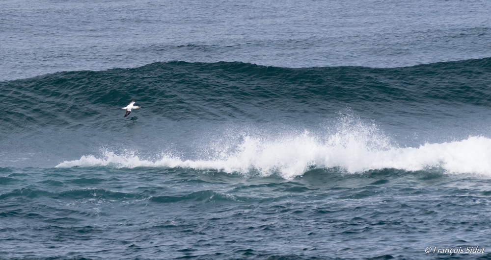 Wave and Australian Gannet (Morus serrator)