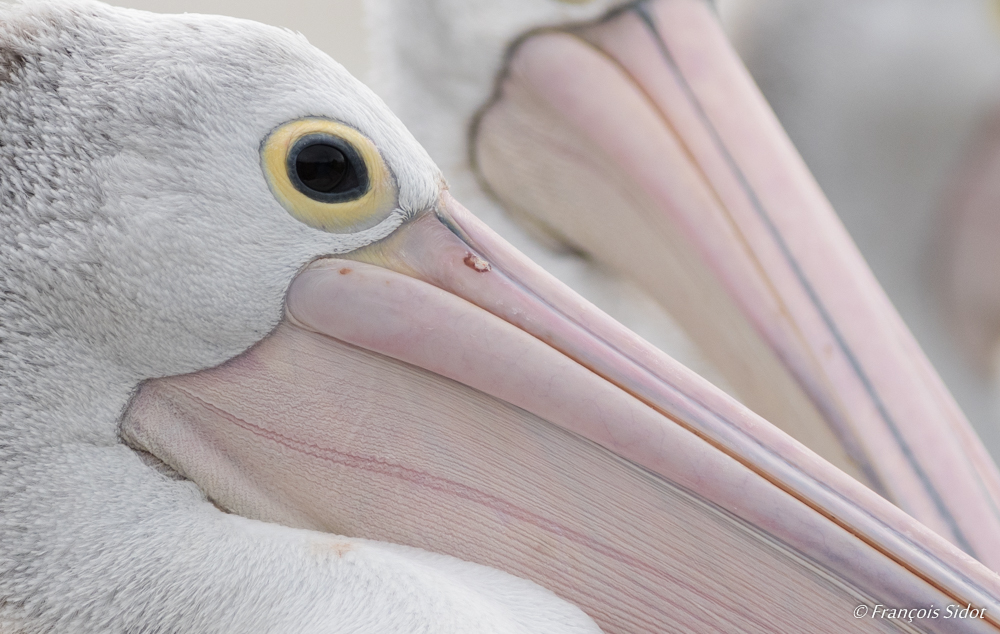 Portrait of Australian Pelican (pelecanus conspicillatus)