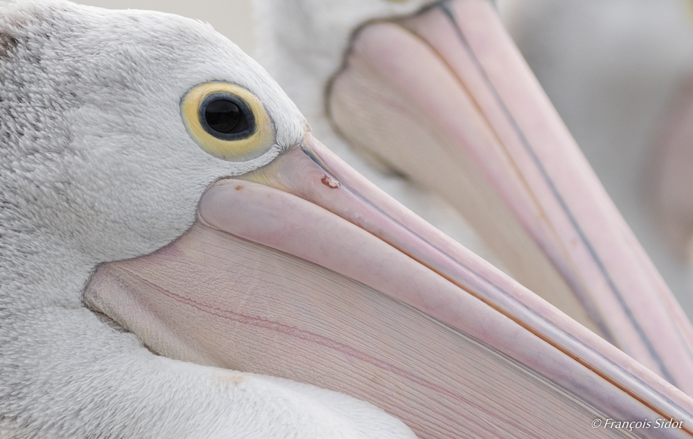 Portrait de Pélican à lunette (pelecanus conspicillatus)