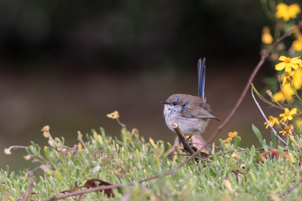 Superb Blue Wren (Malurus cyaneus)