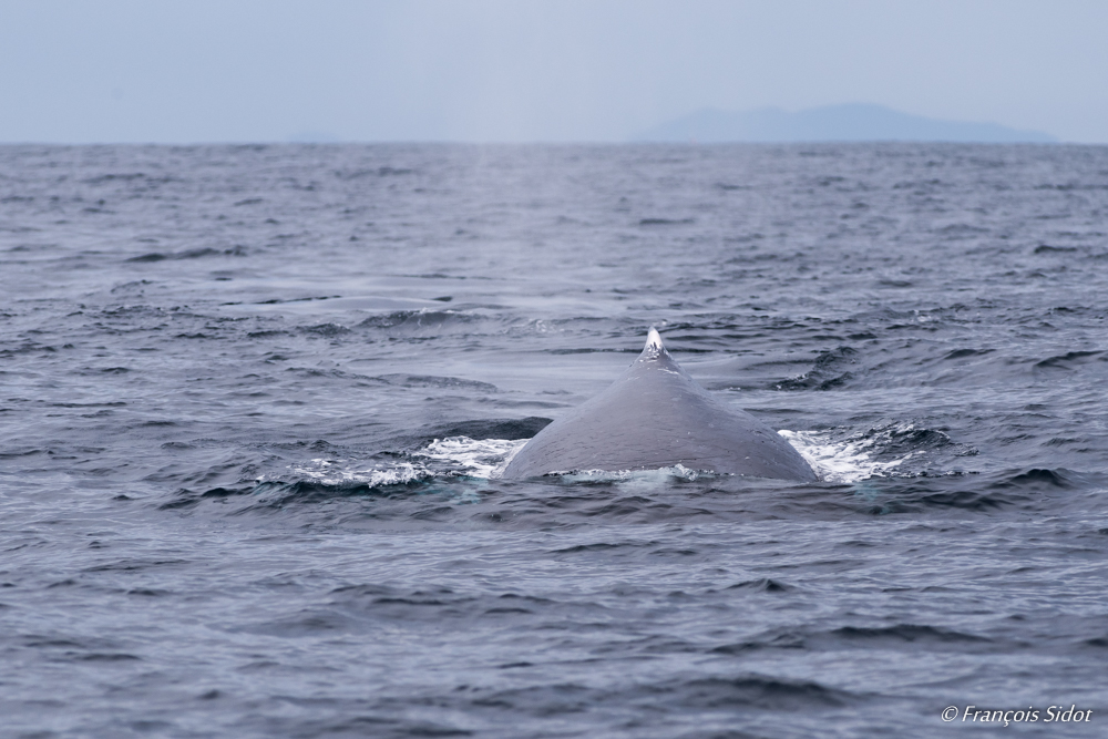 Baleine à bosse (megaptera novaeangliae)	