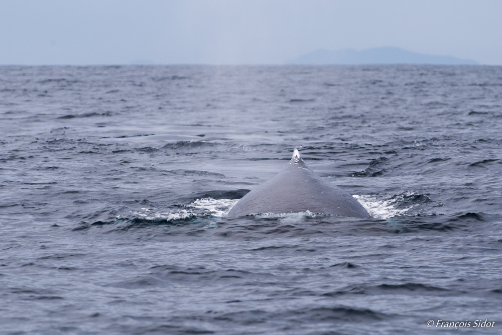 Baleine à bosse (megaptera novaeangliae)