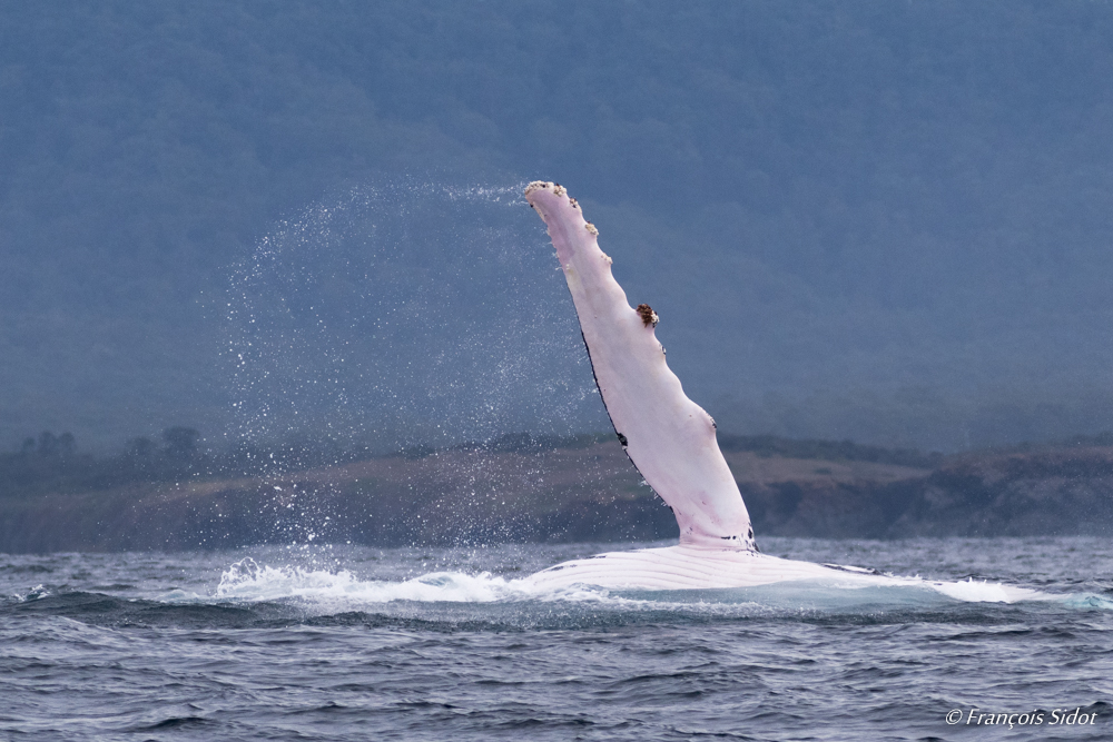 Humpback Whale (megaptera novaeangliae)	