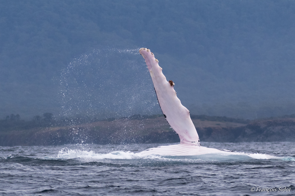 Nageoire de baleine à bosse (megaptera novaeangliae)