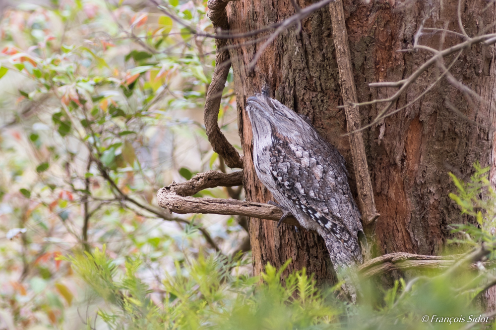 Tawny Frogmouth (podargus strigoides)