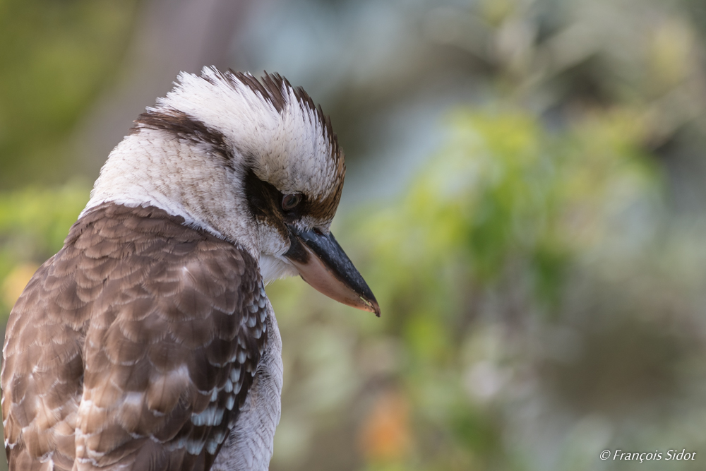 Laughing Kookaburra portrait (dacelo novaeguineae)