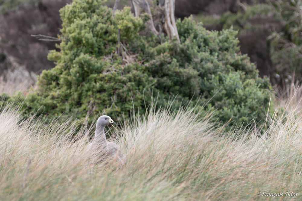 Hidded Cape Barren Goose (cereopsis novaehollandiae)