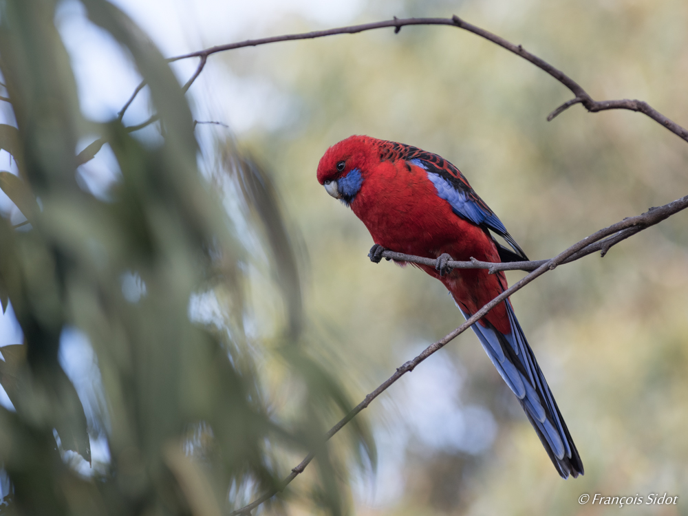 Blue-cheeked Rosella - crimson rosella (platycercus elegans)