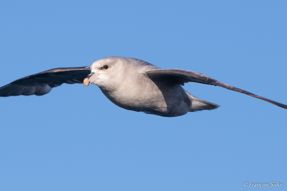 Northern fulmar portrait (Fulmarus glacialis)