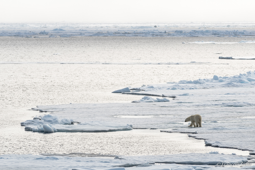 Ours polaire (Ursus maritimus)