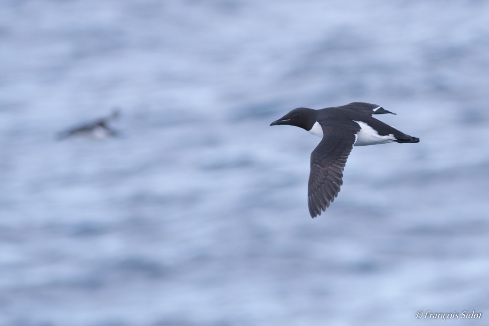 Flying Thick-billed murre (Uria lomvia)