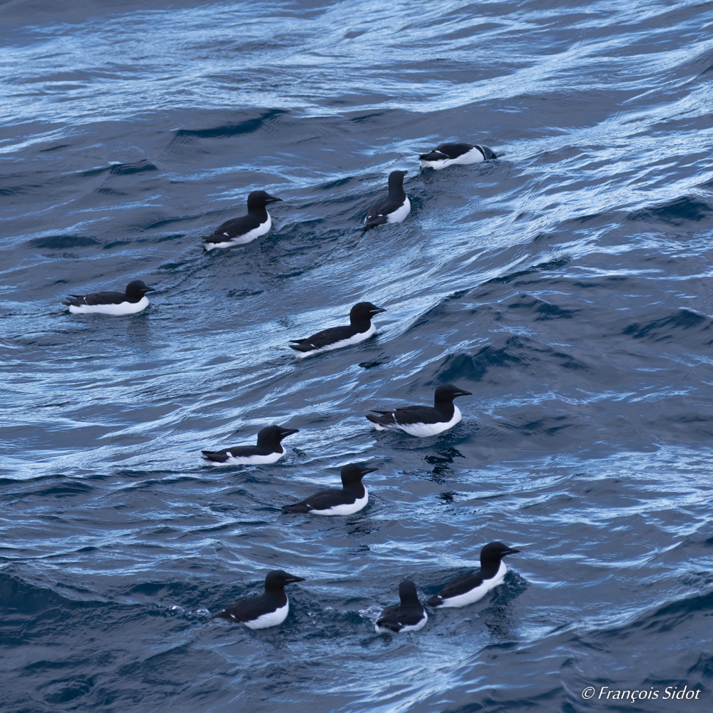 Swimming thick-billed murres (Uria lomvia)