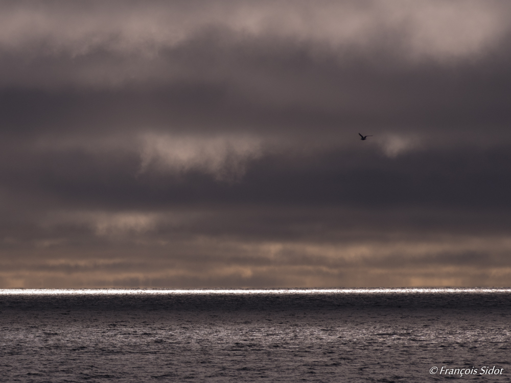 Mer et goéland  (Svalbard)