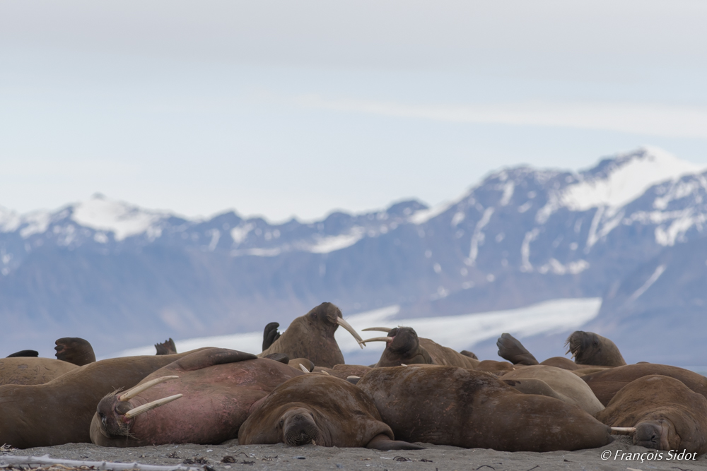 Walruses on the beach (Odobenus rosmarus)
