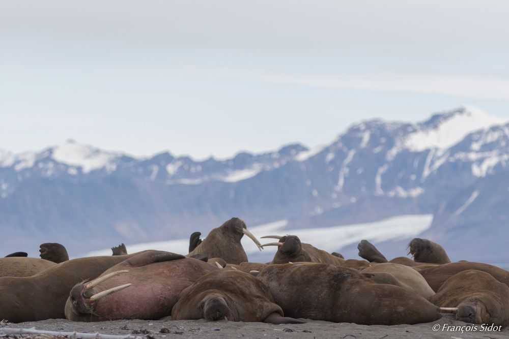 Morses sur la plage  (Odobenus rosmarus)