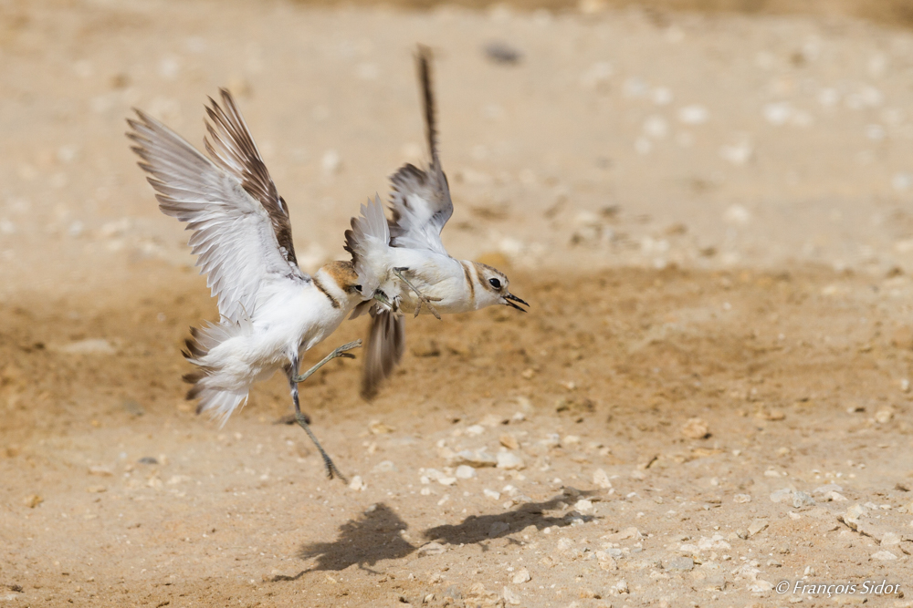 Kentish Plover fight (Charadrius alexandrinus)