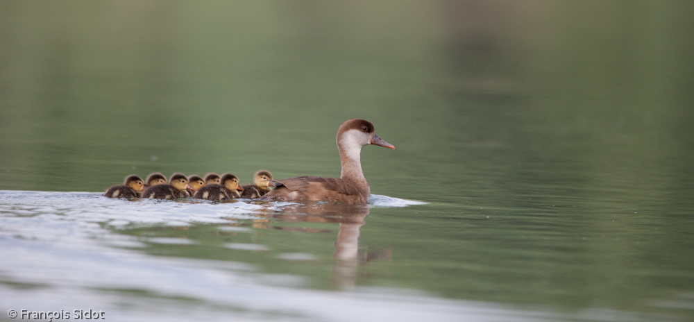 Cane nette rousse (Netta rufina) et ses petits