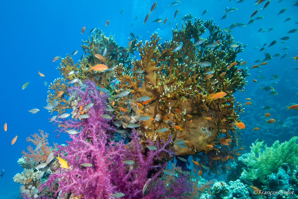 Patate de corail et poissons