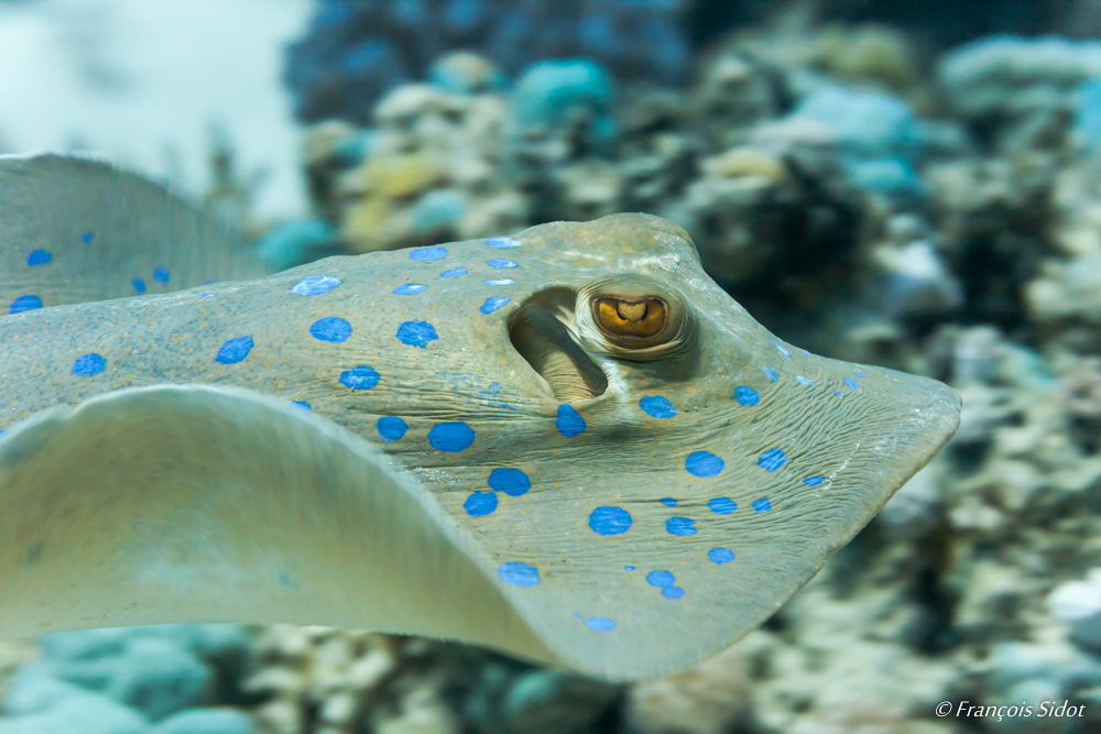 Portrait de Raie pastenague à taches bleues (Taeniura lymma)