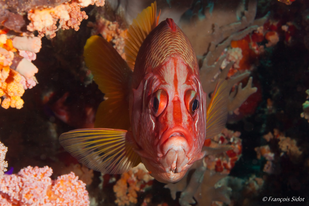 Portrait de grand écureuil de mer (Sargocentron spiniferum)