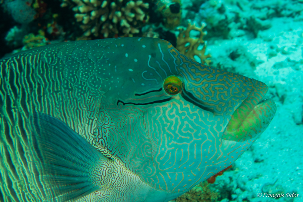 Portrait de Napoléon (Cheilinus undulatus)