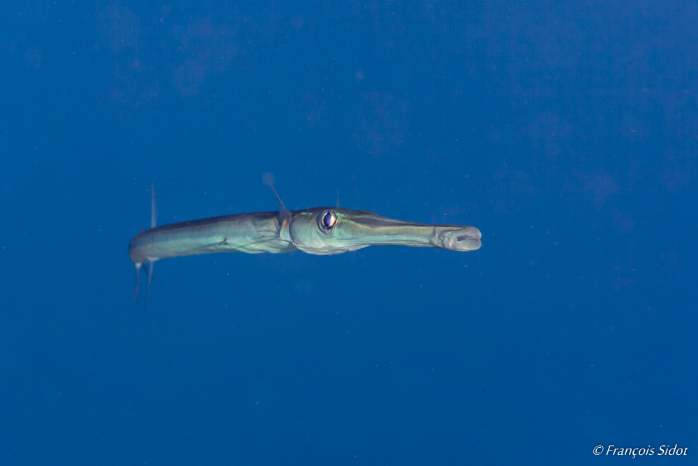 Chinese Trumpetfish (Aulostomus chinensis)