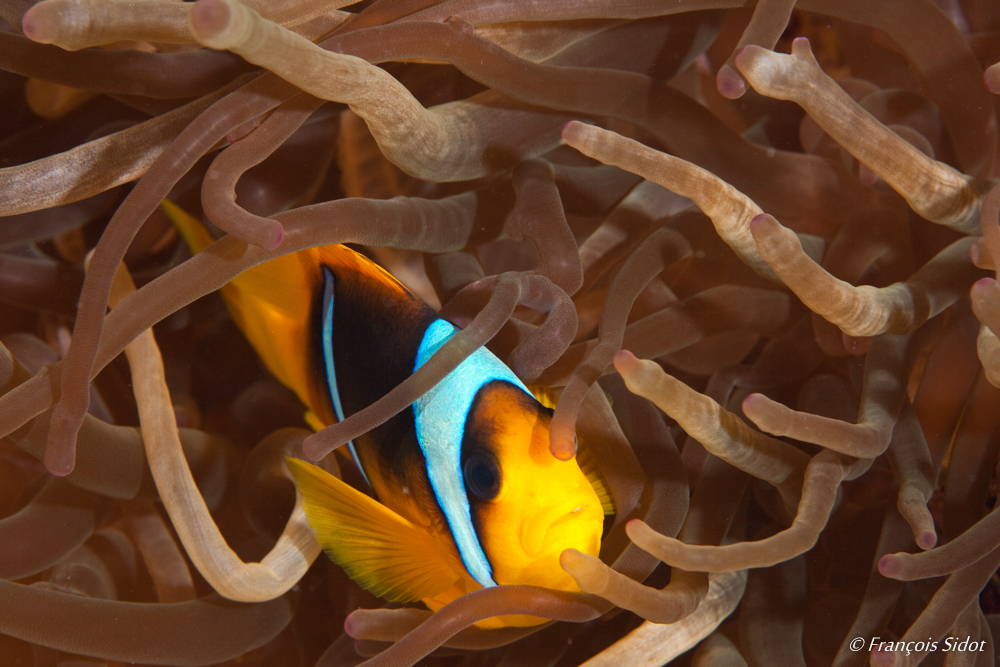 Poisson-clown à deux bandes (Amphiprion bicinctus) et Anémone