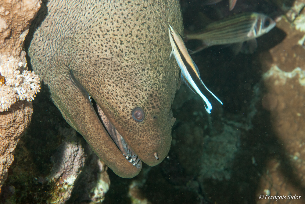 Giant moray (Gymnothorax javanicus) and Coris Wrasse