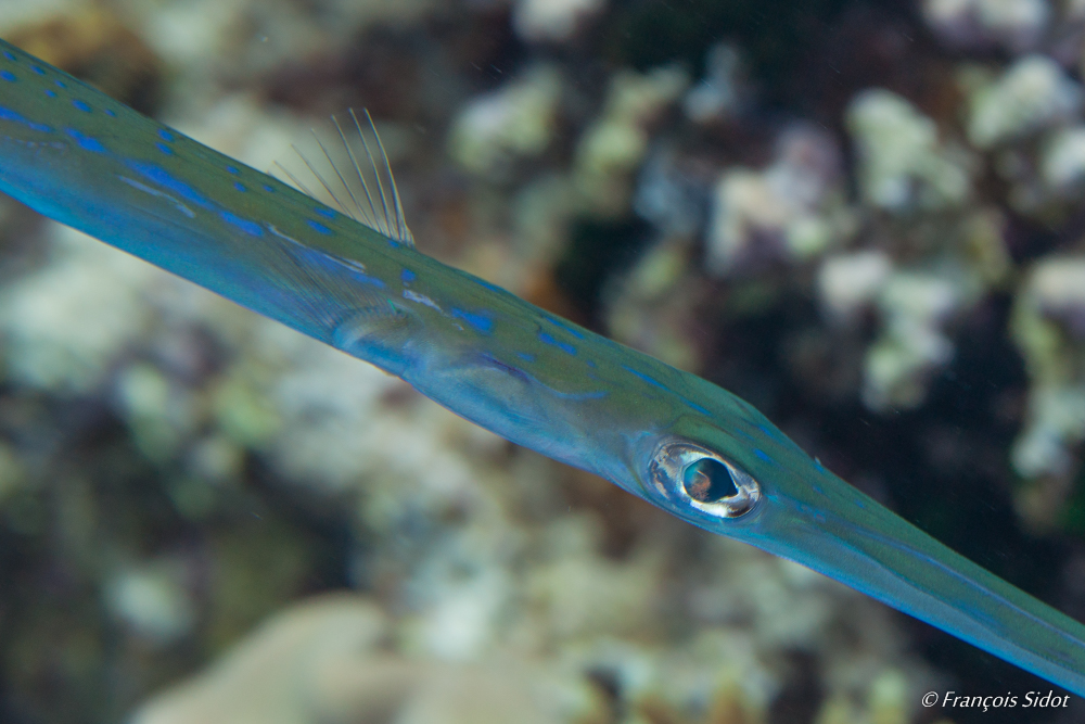 Portrait de poisson-trompette (Aulostomus chinensis)