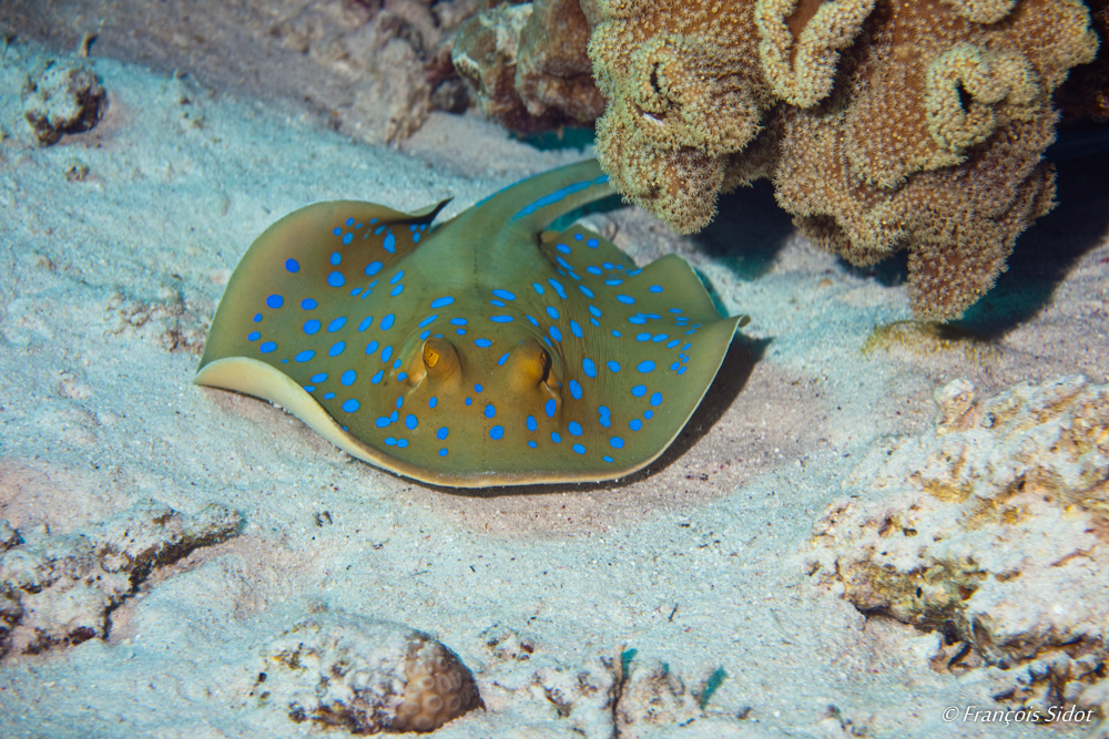 Raie pastenague à taches bleues (Taeniura lymma)