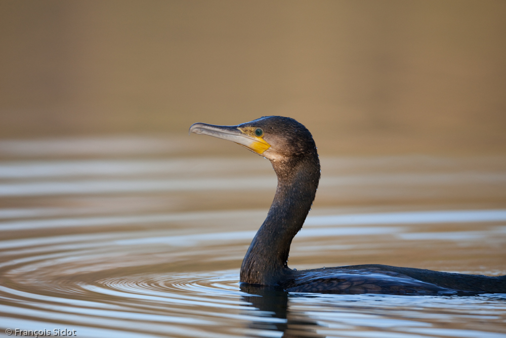 Great cormorant portrait