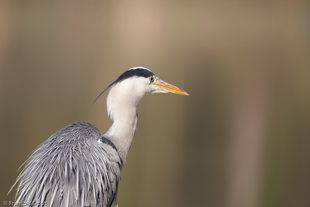 Portait de héron cendré (Ardea cinerea)