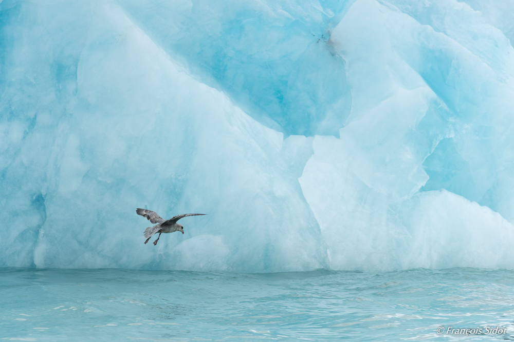 Petrel et glace