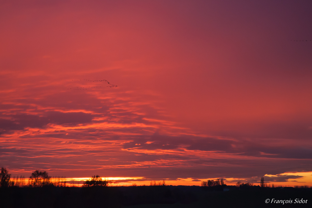 Sunset and cranes 1