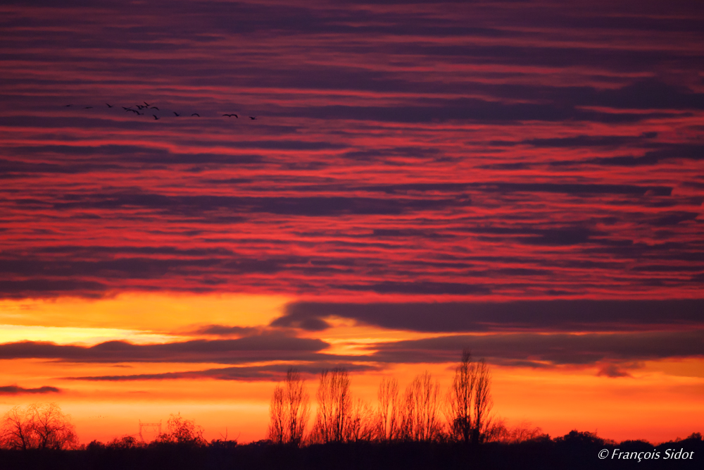 Couché de soleil au Lac du Der et grues