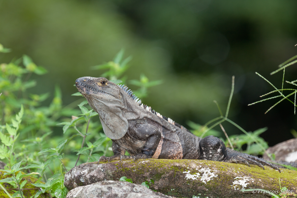 Iguane noir 1 (Ctenosaura similis)