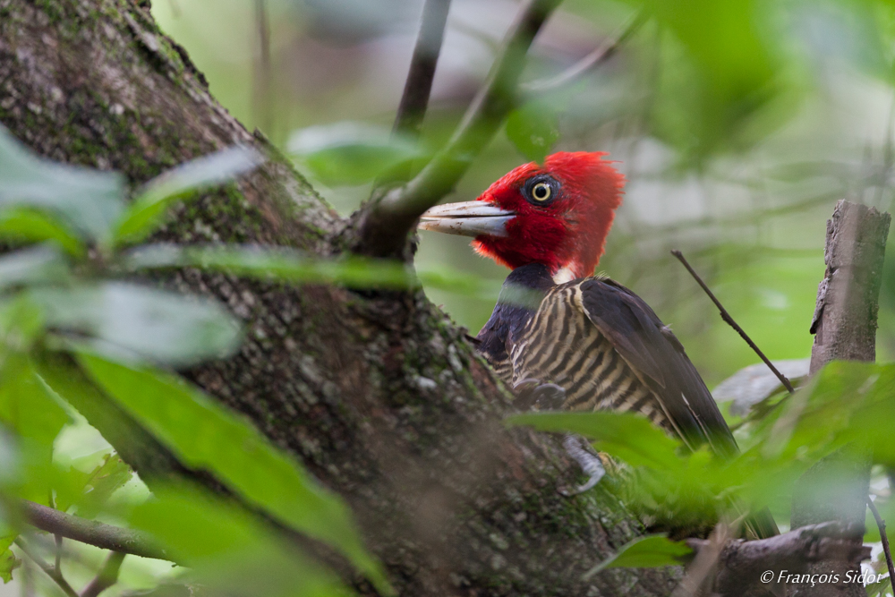 Pic à bec clair (Campephilus guatemalensis)