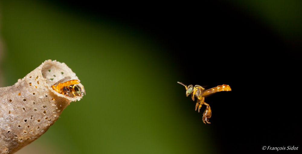 Stingless bee (Trigona fulviventris)