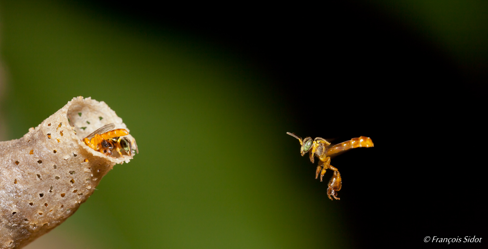 Abeille	(Trigona fulviventris)