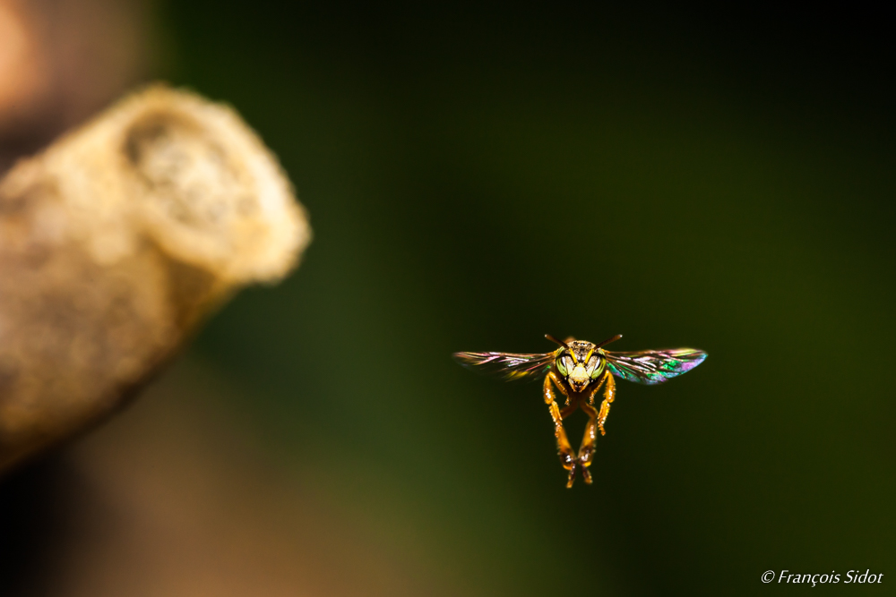 Stingless bee (Trigona fulviventris)