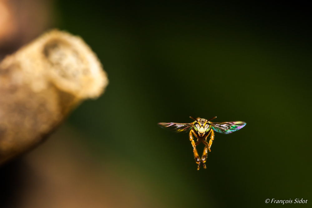 Abeille en vol (Trigona fulviventris)