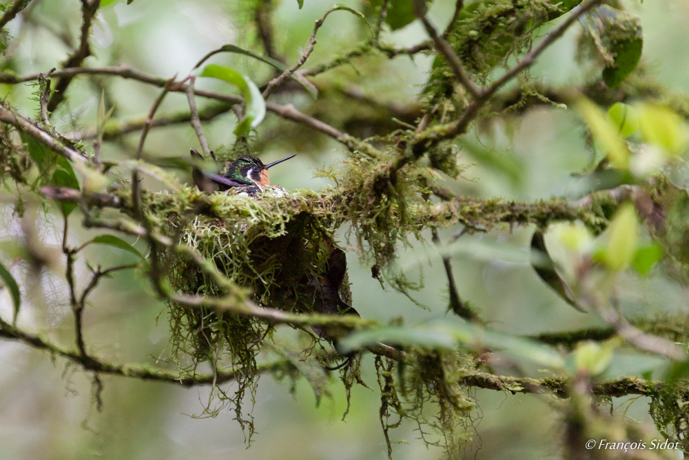 Colibri à gorge pourprée au nid (Lampornis calolaemus) 