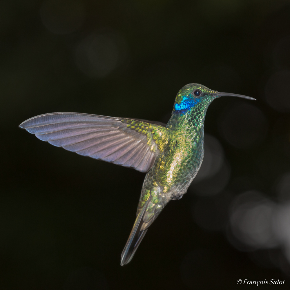 Colibri thalassin en vol 	(Colibri thalassinus)